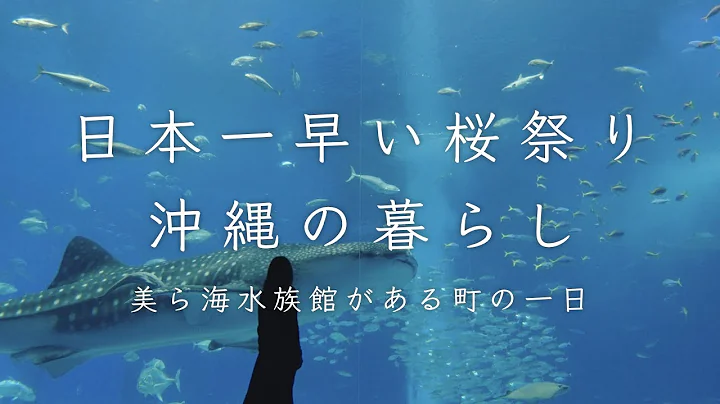 ひと足早い桜と、沖縄の冬。